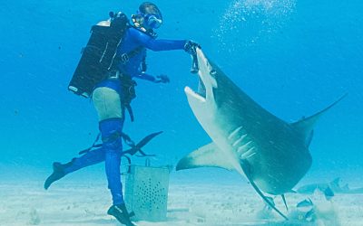 Dancing (with Sharks) around the Sound